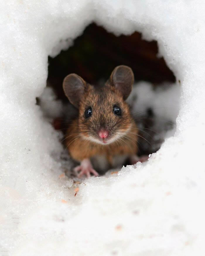 Close-Up Portraits Of Wild Animals By Konsta Punkka