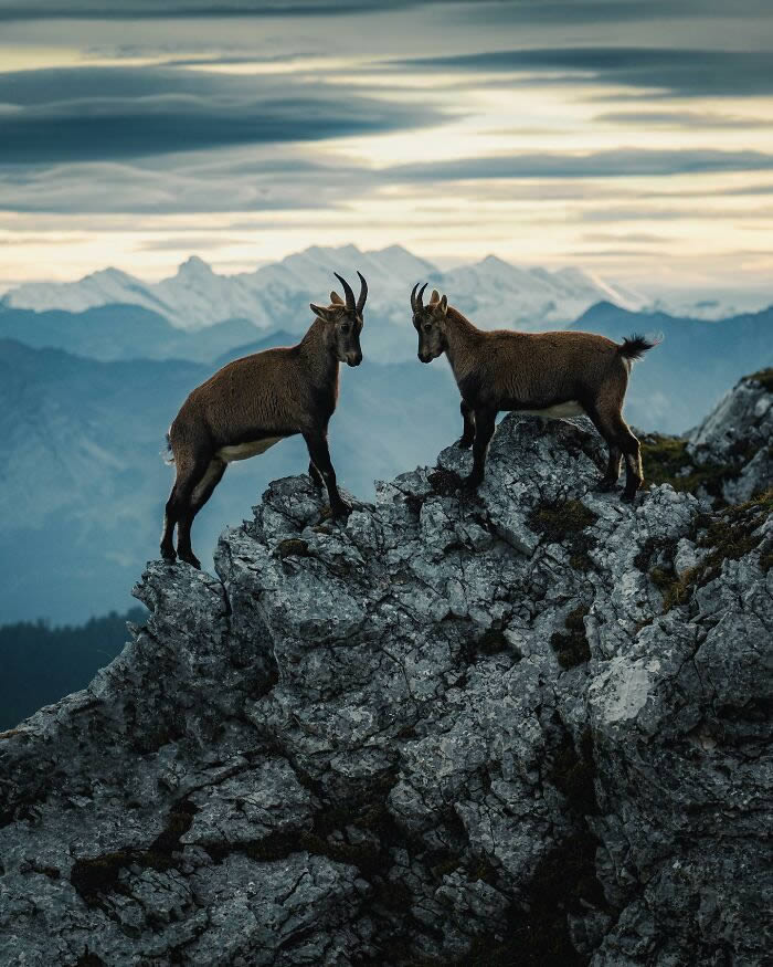 Close-Up Portraits Of Wild Animals By Konsta Punkka