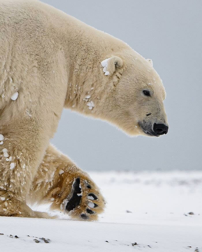 Close-Up Portraits Of Wild Animals By Konsta Punkka