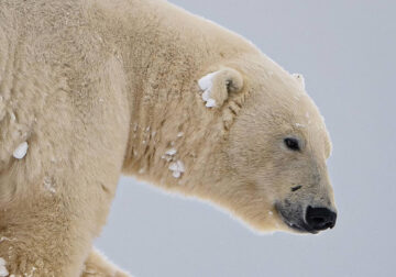 Close-Up Portraits Of Wild Animals By Konsta Punkka