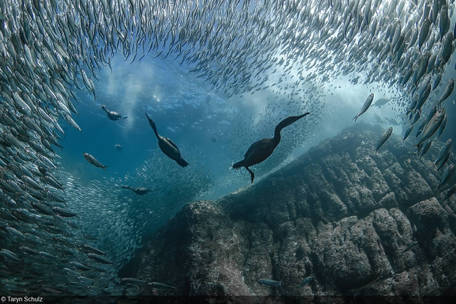 United Nations World Oceans Day Photo Contest Winners