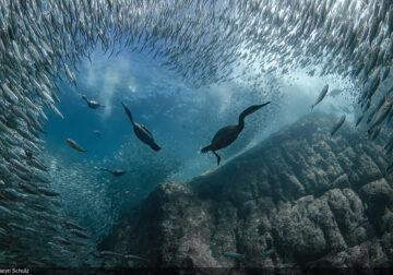 United Nations World Oceans Day Photo Contest Winners