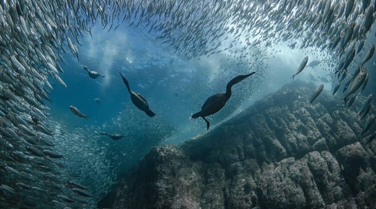 United Nations World Oceans Day Photo Contest Winners