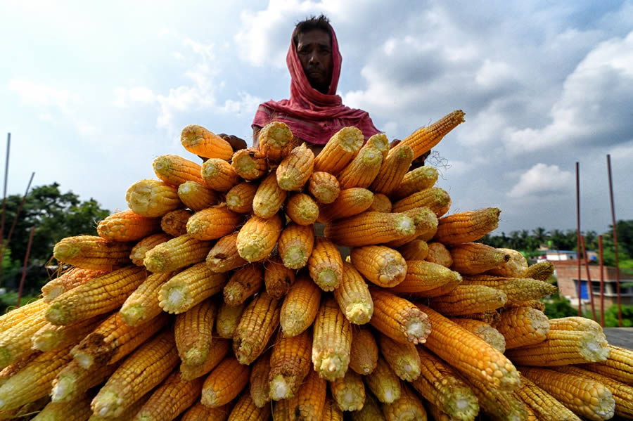 Yellow In Focus By Tanusree Mitra