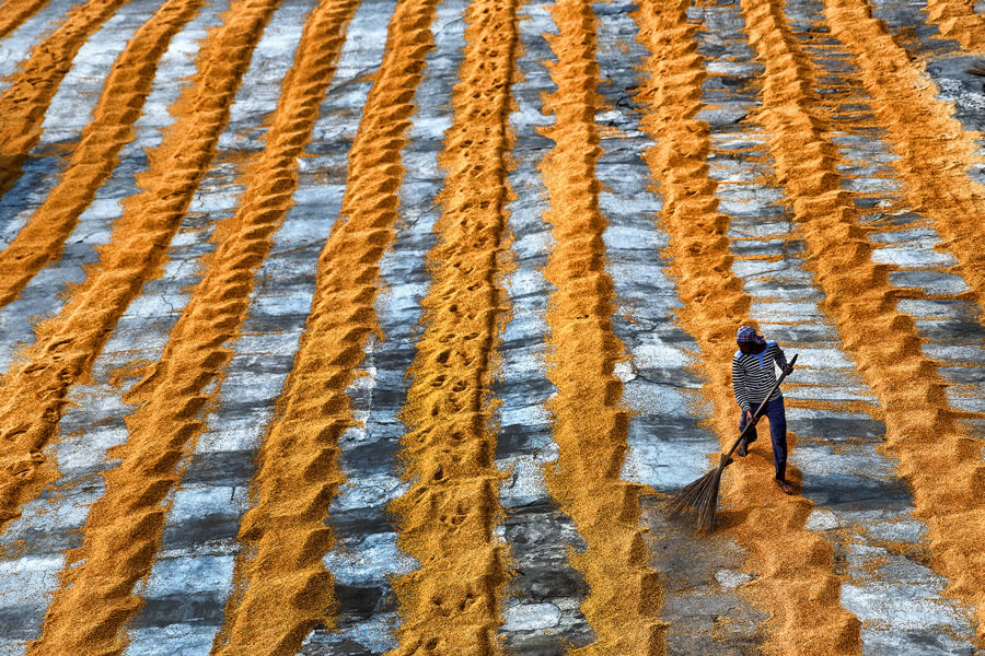 Yellow In Focus By Tanusree Mitra