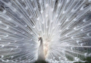 Fascinating Albino Animals Showcasing Nature's Rare Wonders