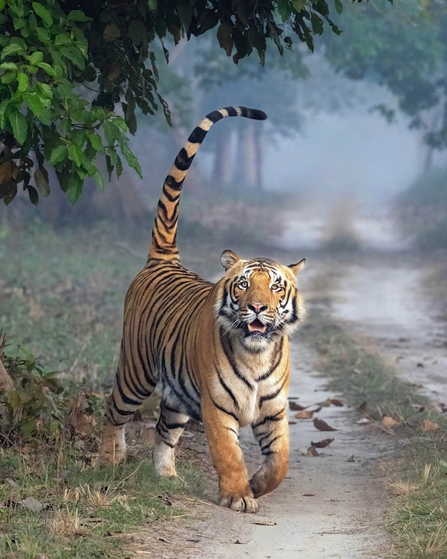 Indian Bengal Tigers Photography By Jitender Govindani