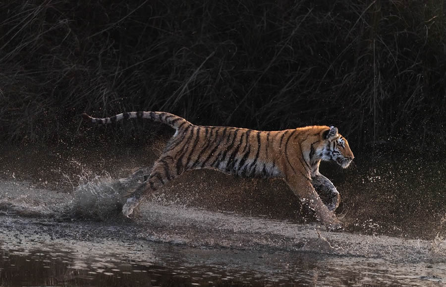 Indian Bengal Tigers Photography By Jitender Govindani