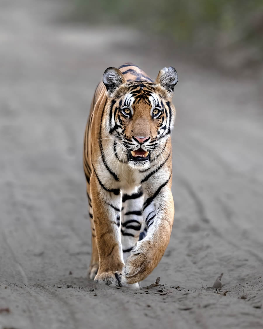 Indian Bengal Tigers Photography By Jitender Govindani