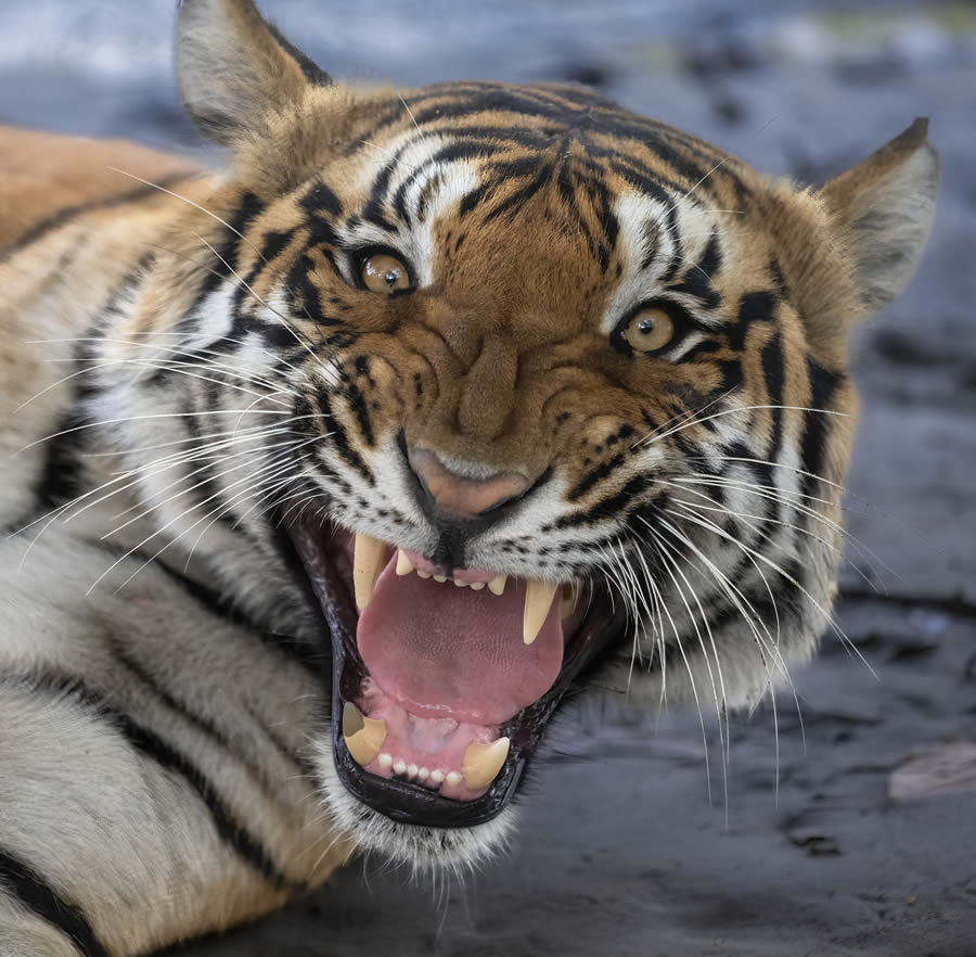 Indian Bengal Tigers Photography By Jitender Govindani