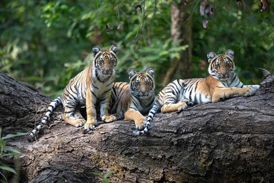 Indian Bengal Tigers Photography By Jitender Govindani