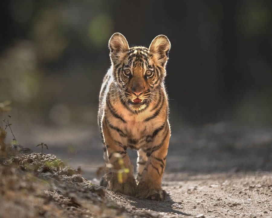 Indian Bengal Tigers Photography By Jitender Govindani