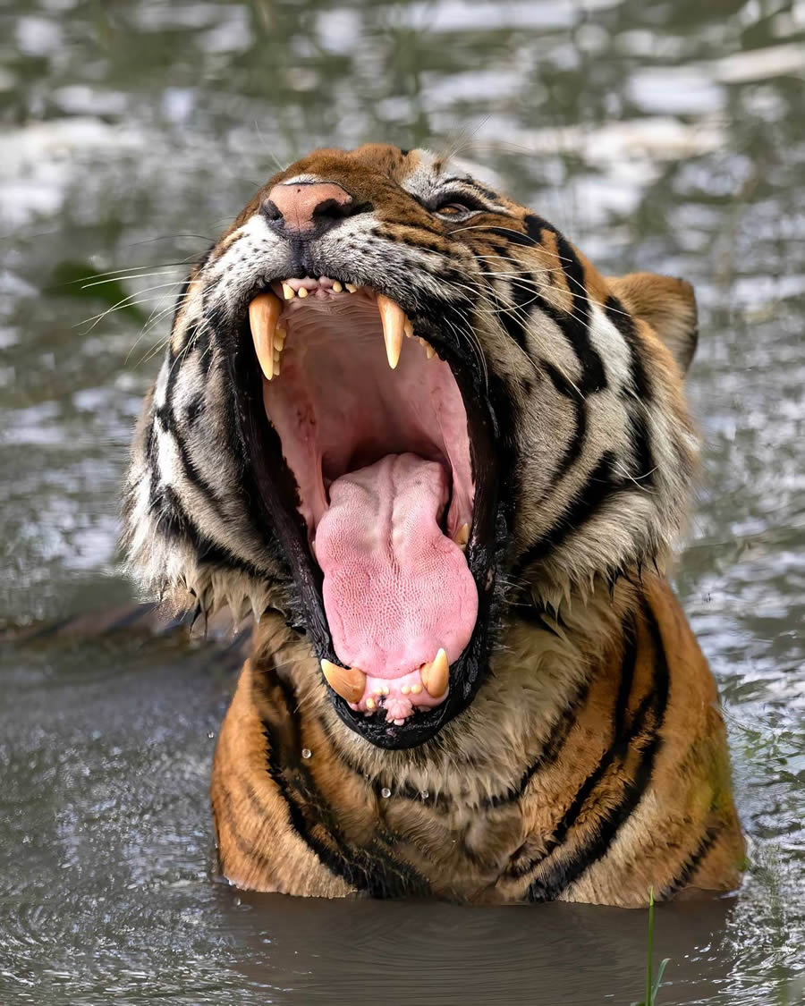 Indian Bengal Tigers Photography By Jitender Govindani