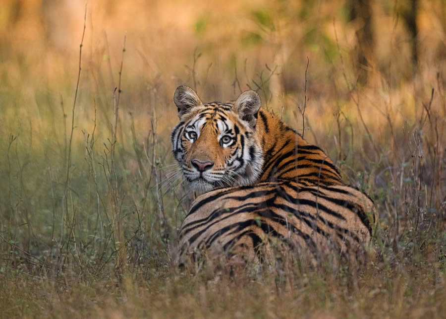 Indian Bengal Tigers Photography By Jitender Govindani