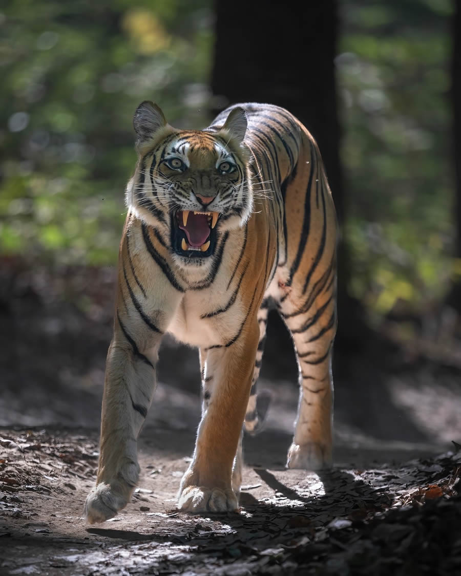 Indian Bengal Tigers Photography By Jitender Govindani