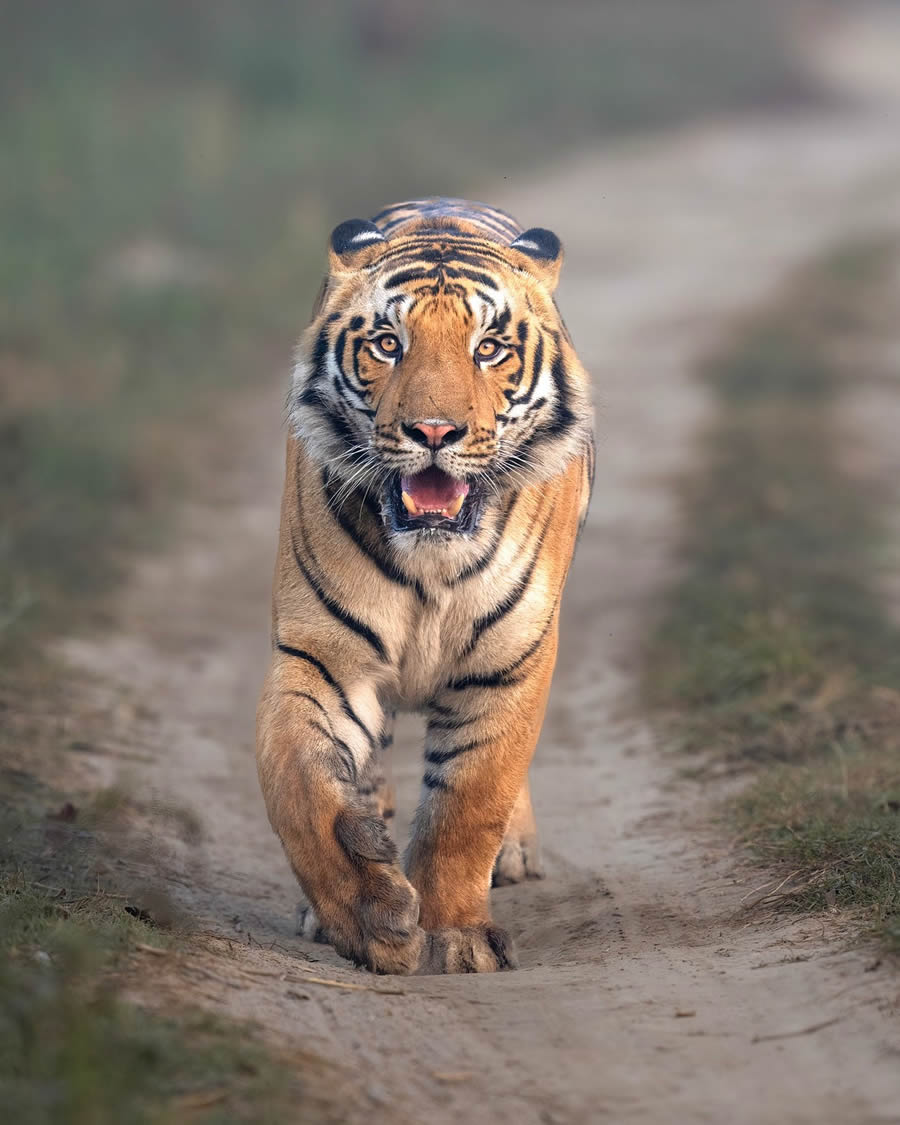 Indian Bengal Tigers Photography By Jitender Govindani