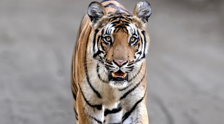 Indian Bengal Tigers Photography By Jitender Govindani