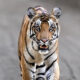 Indian Bengal Tigers Photography By Jitender Govindani