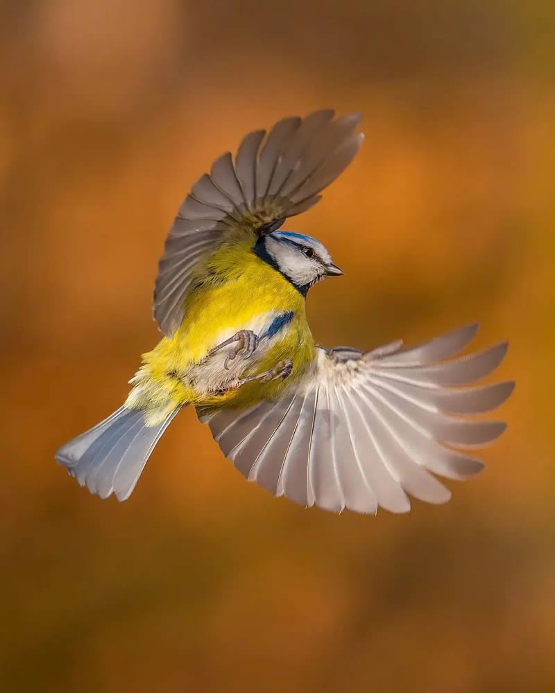 Best Bird Photography Gallery