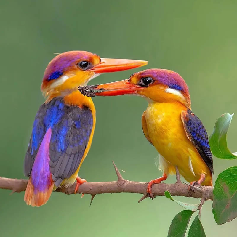 Best Bird Photography Gallery