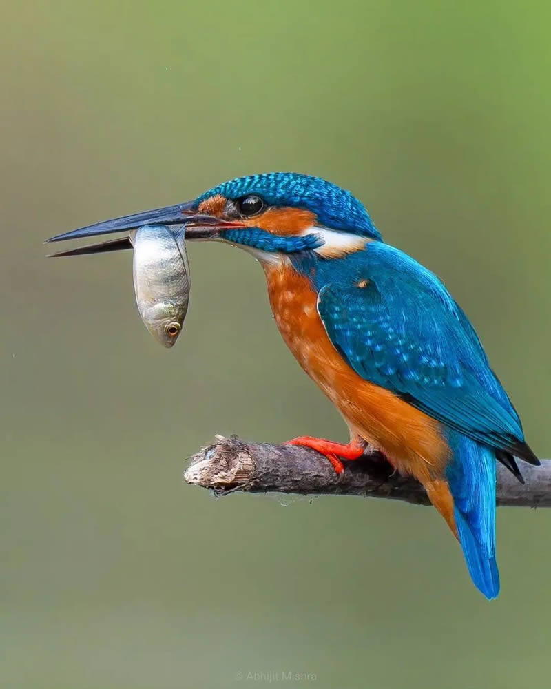 Best Bird Photography Gallery