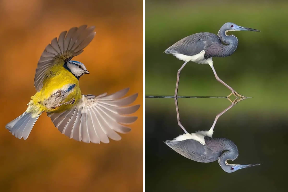 Best Bird Photography Gallery