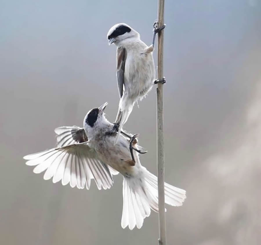 Best Bird Photos From Finland