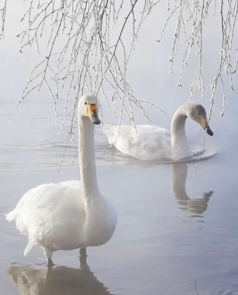 Best Bird Photos From Finland