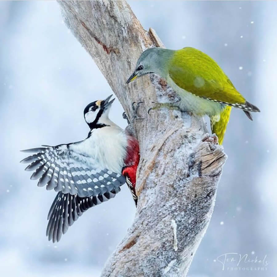 Best Bird Photos From Finland