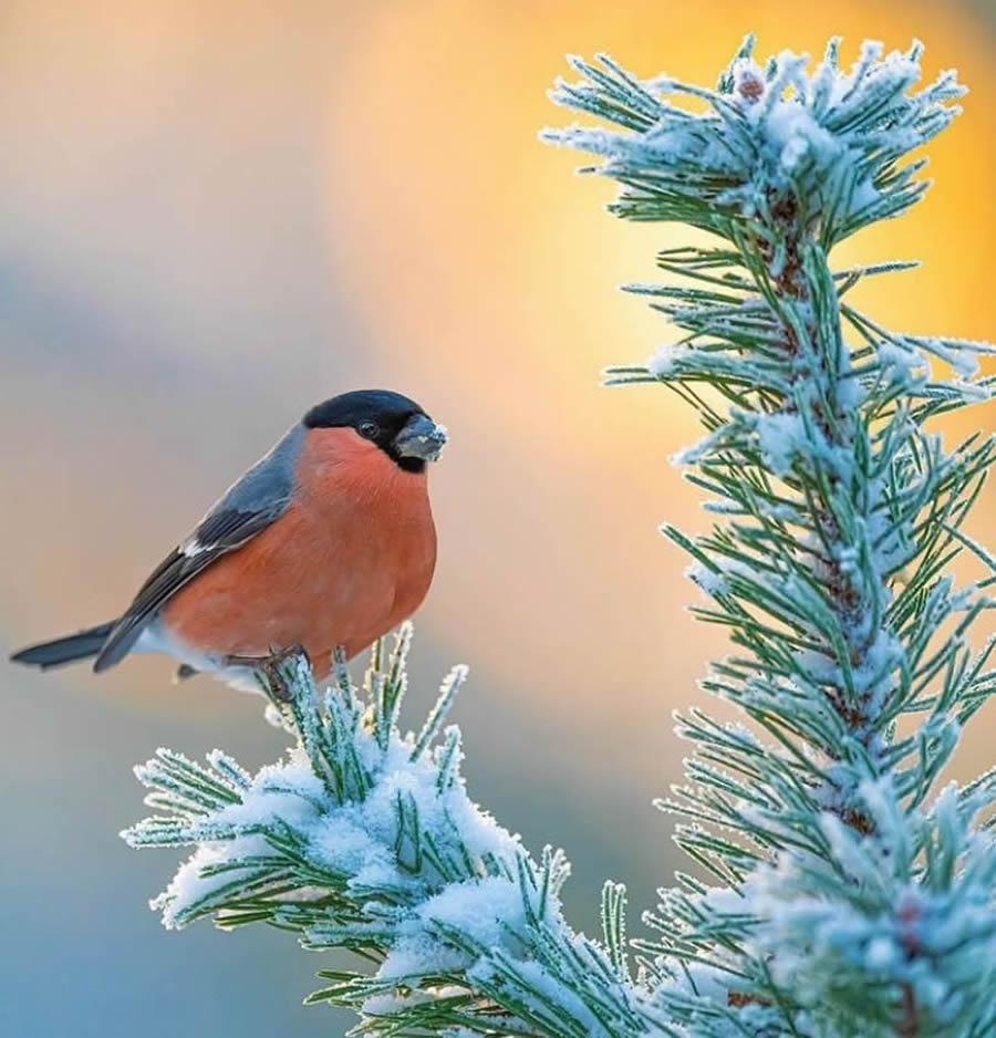 Best Bird Photos From Finland