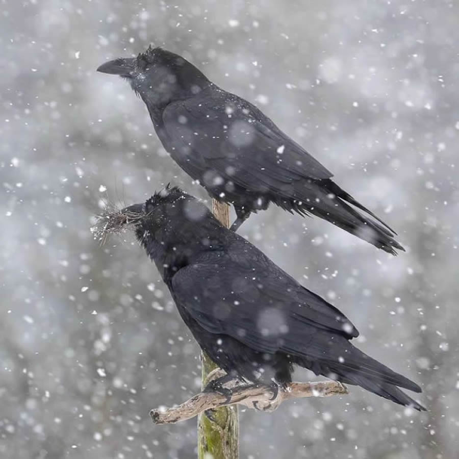 Best Bird Photos From Finland