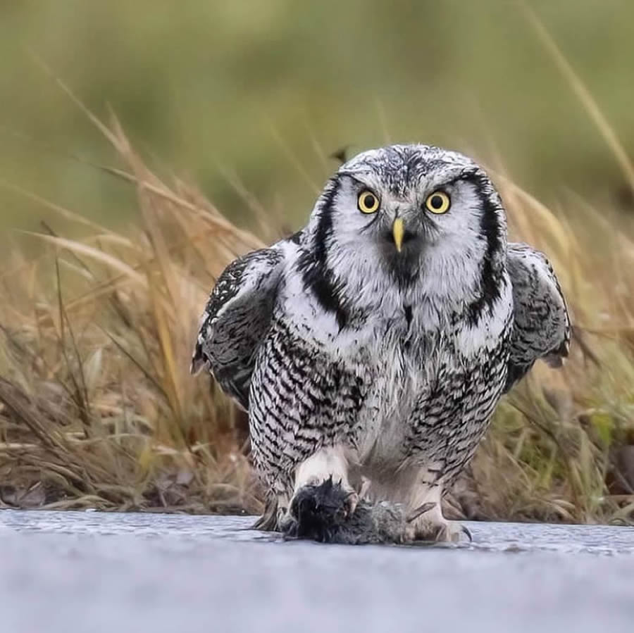 Best Bird Photos From Finland