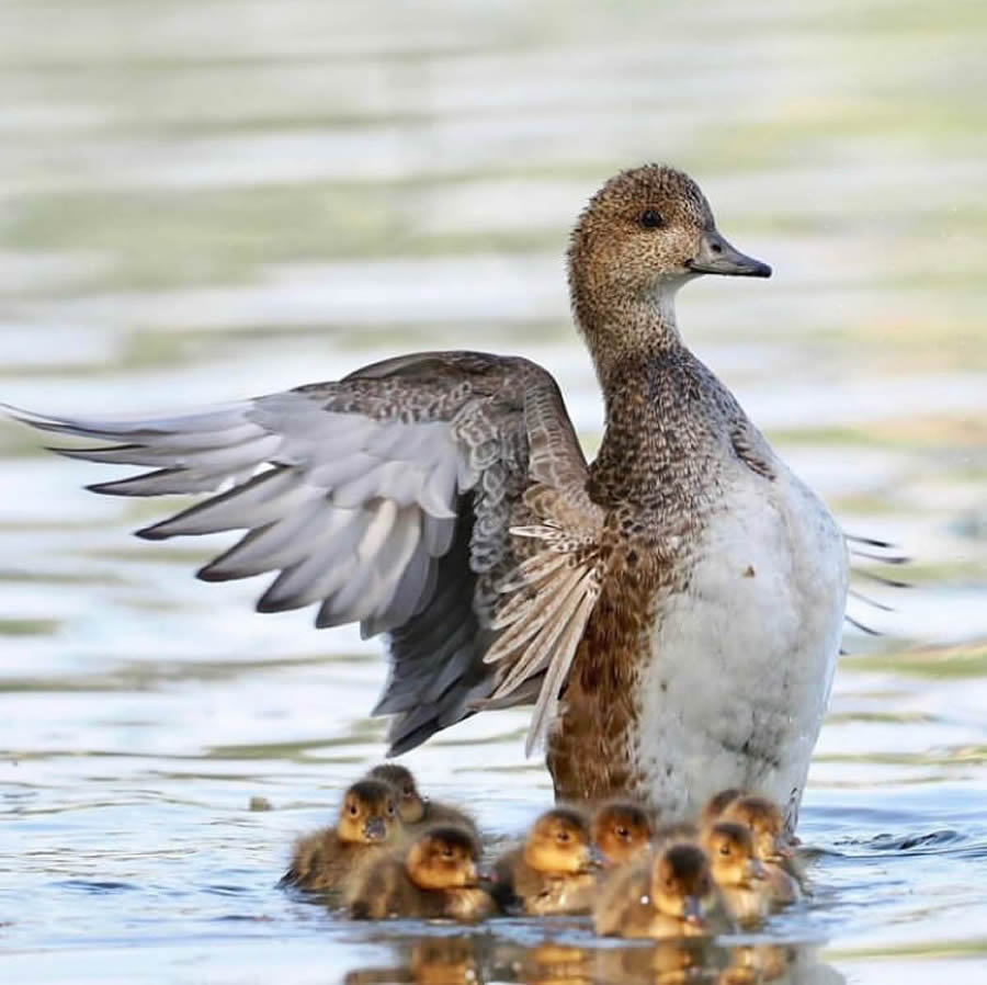 Best Bird Photos From Finland