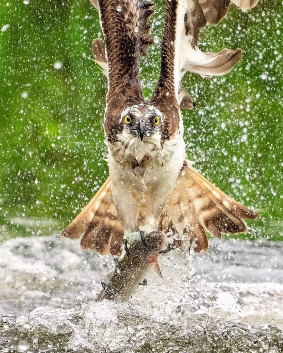 Best Bird Photos From Finland