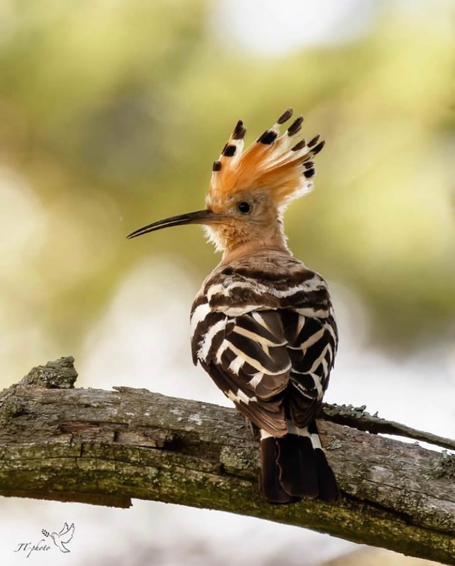 Best Bird Photos From Finland