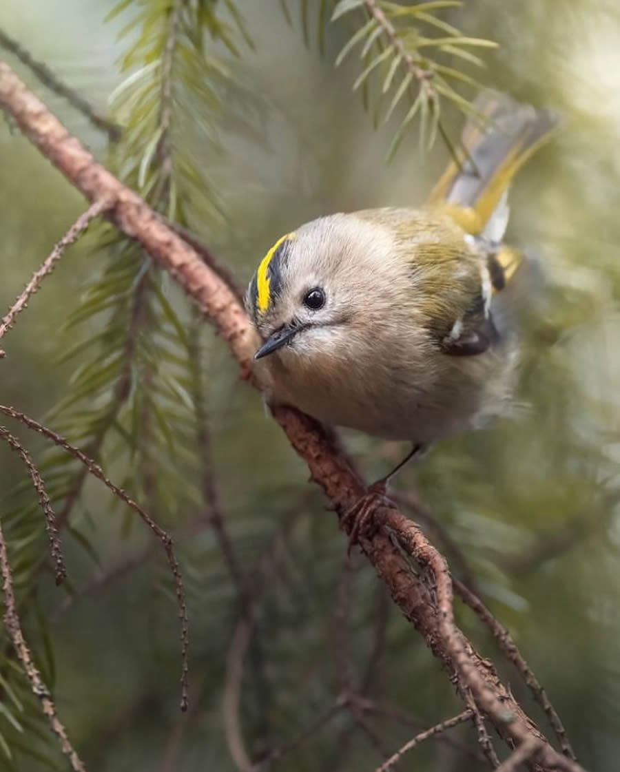 Best Bird Photos From Finland