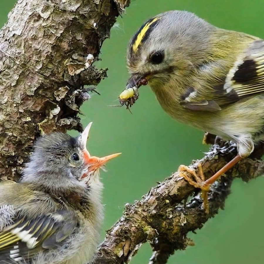 Best Bird Photos From Finland