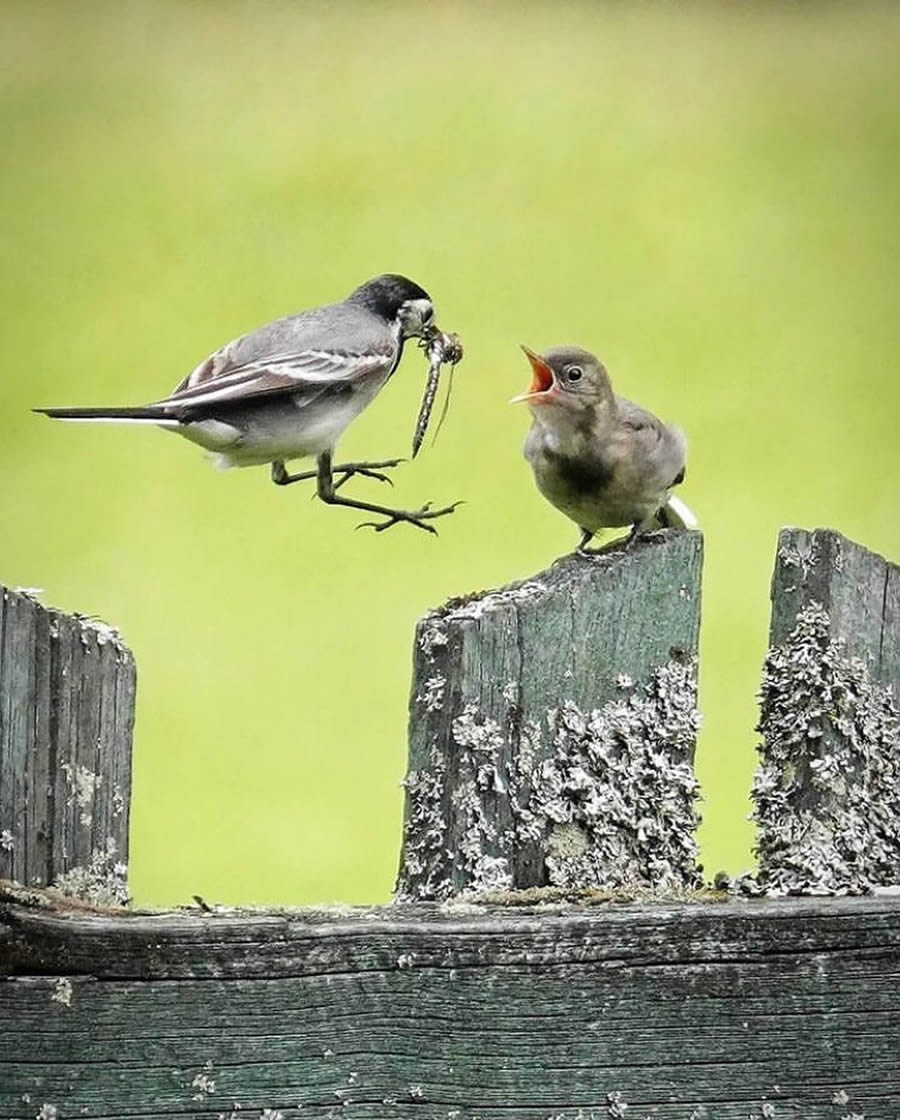 Best Bird Photos From Finland