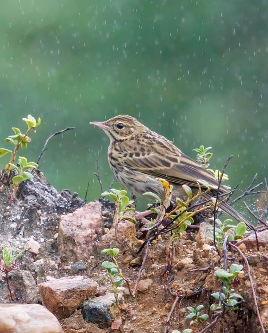 Best Bird Photos From Finland