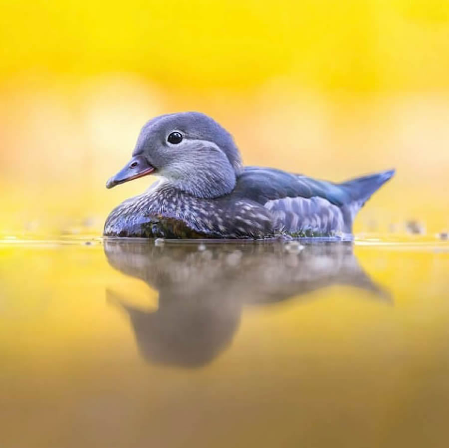 Best Bird Photos From Finland