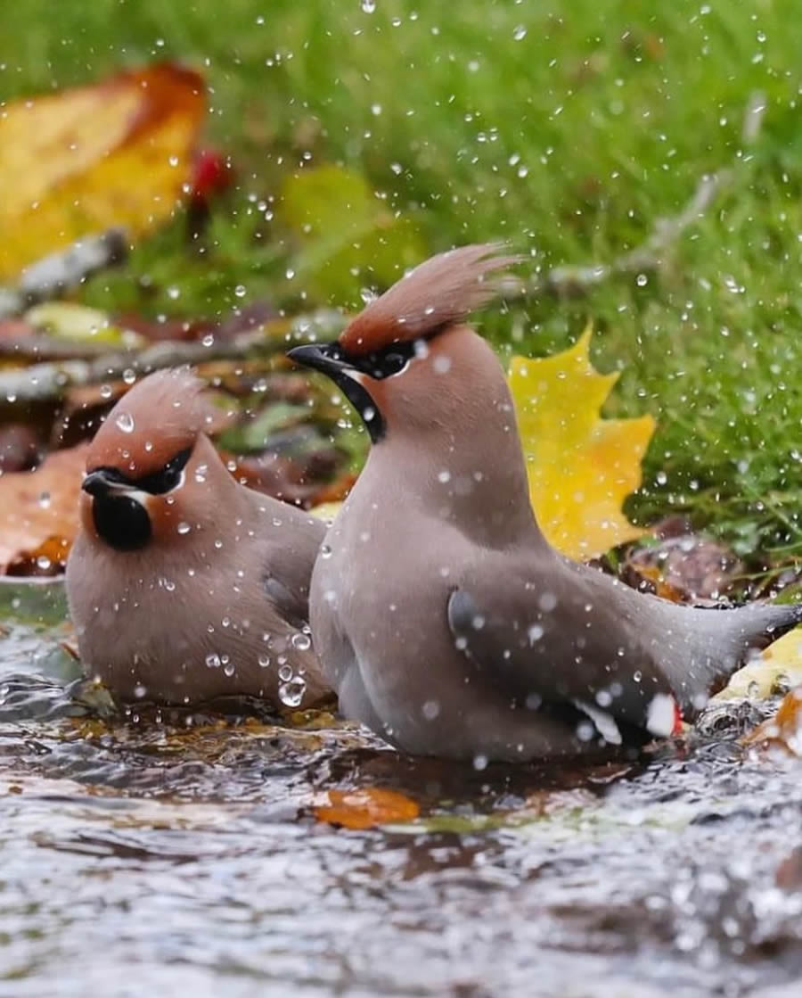 Best Bird Photos From Finland