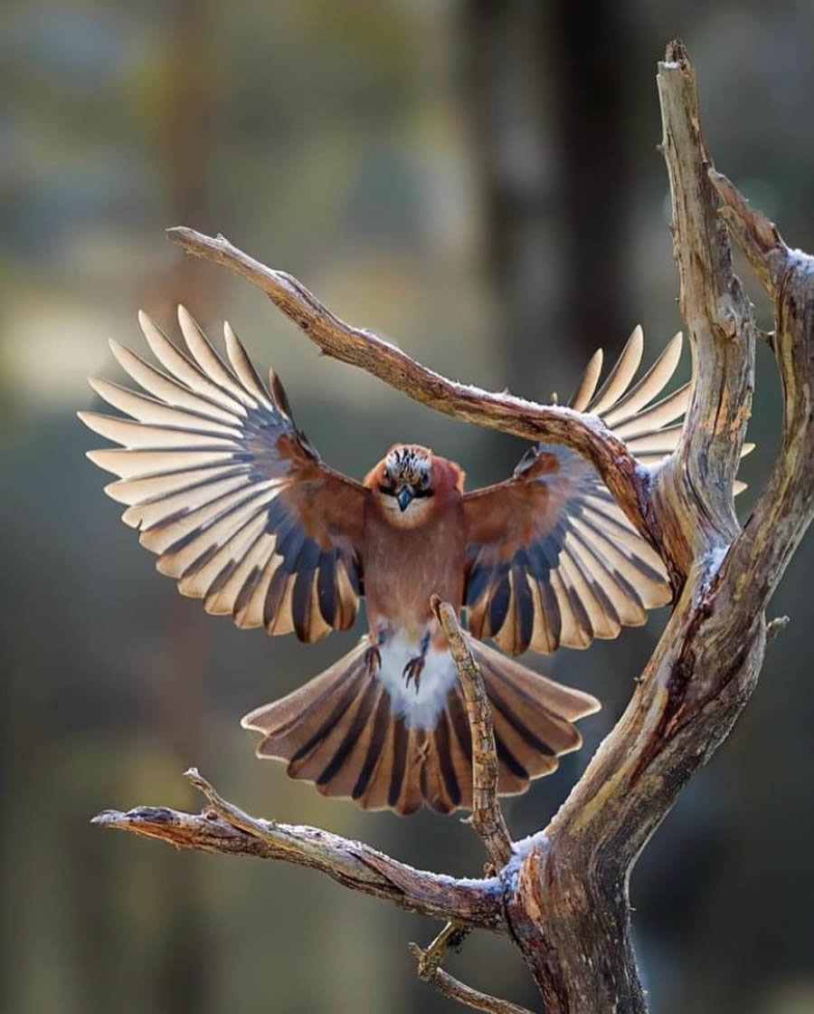 Best Bird Photos From Finland