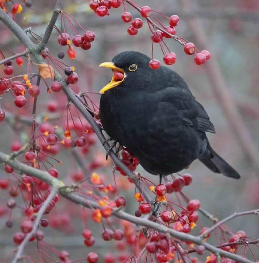 Best Bird Photos From Finland