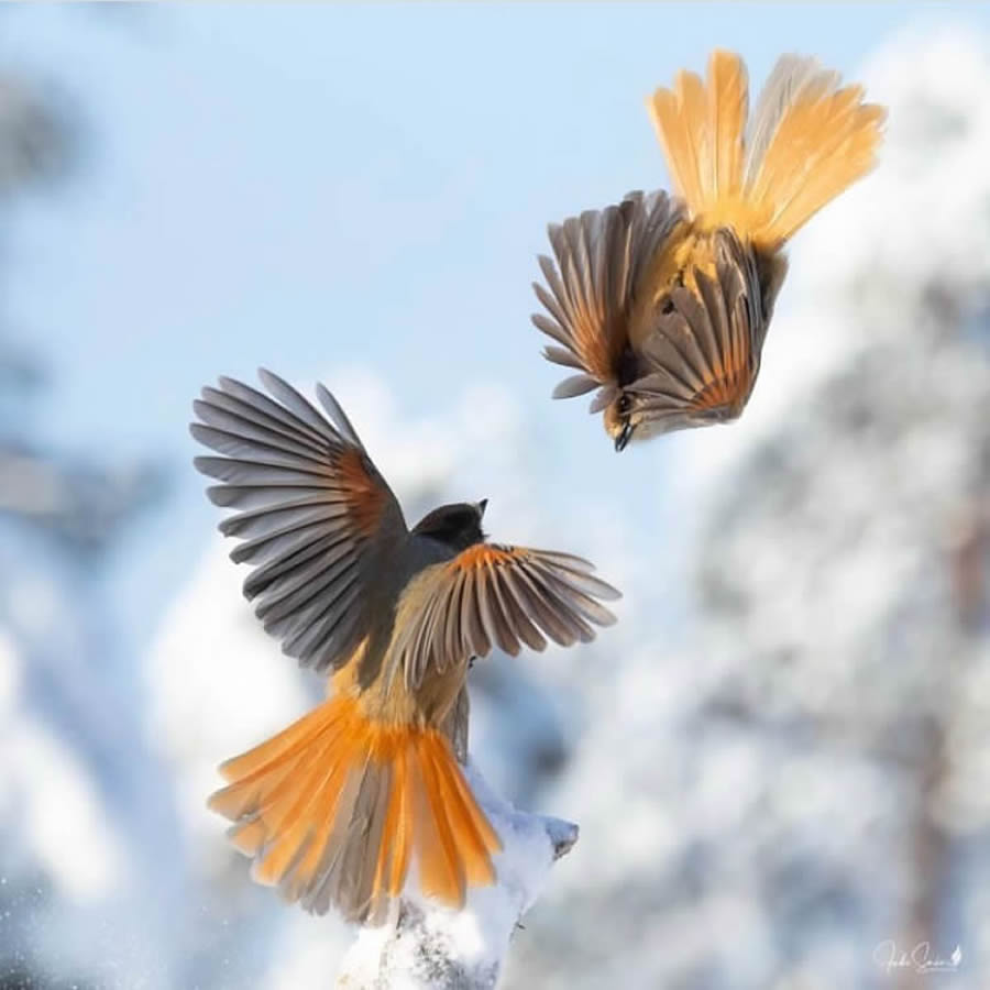 Best Bird Photos From Finland