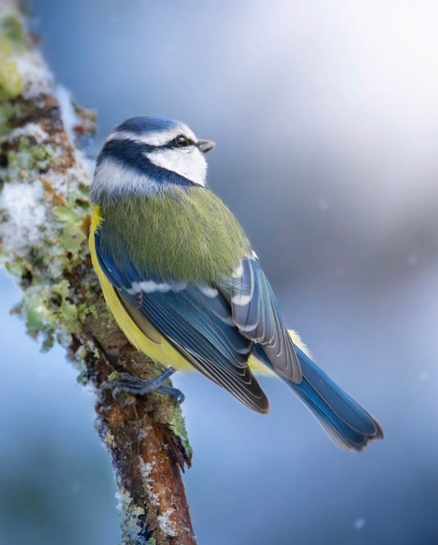 Best Bird Photos From Finland