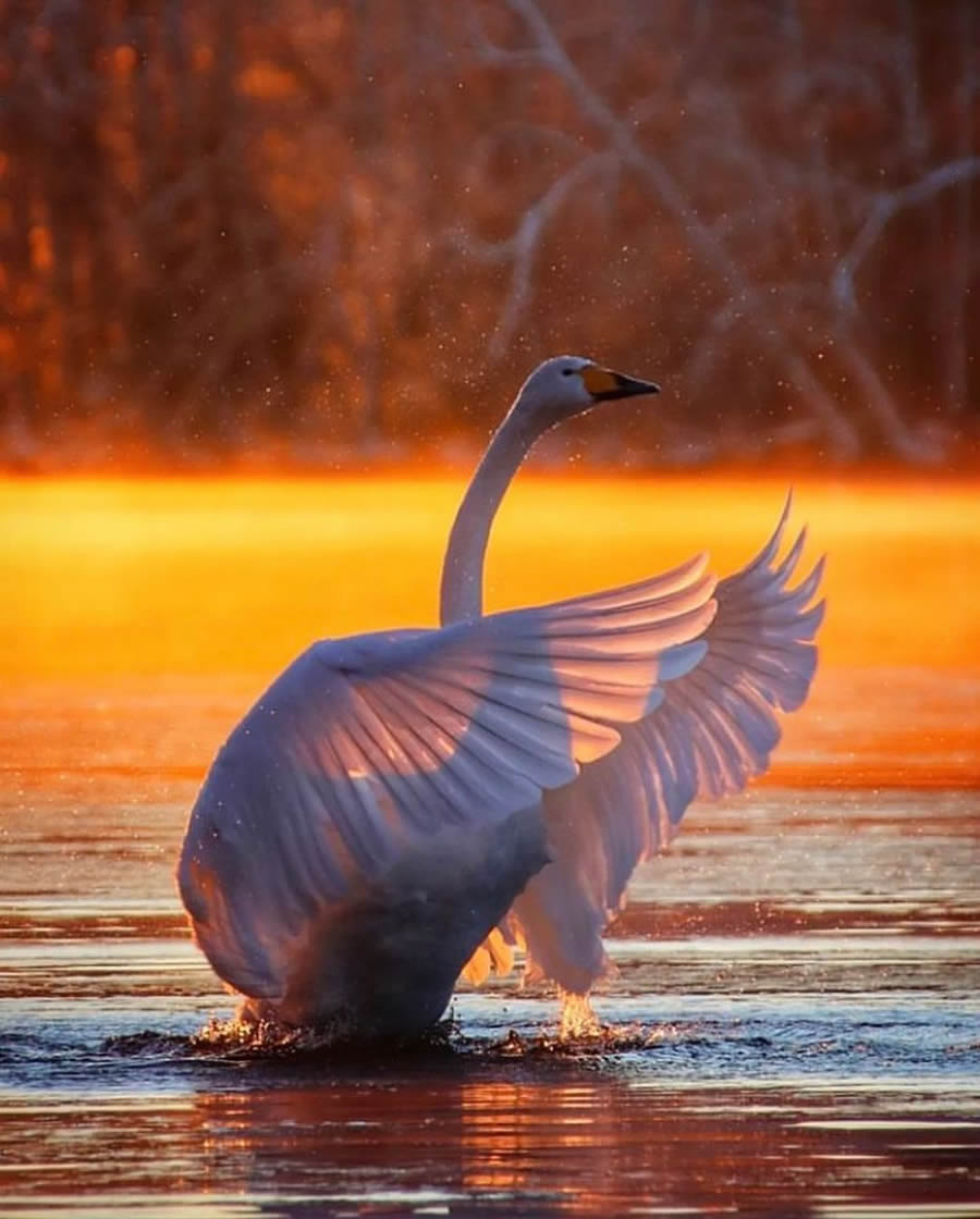 Best Bird Photos From Finland