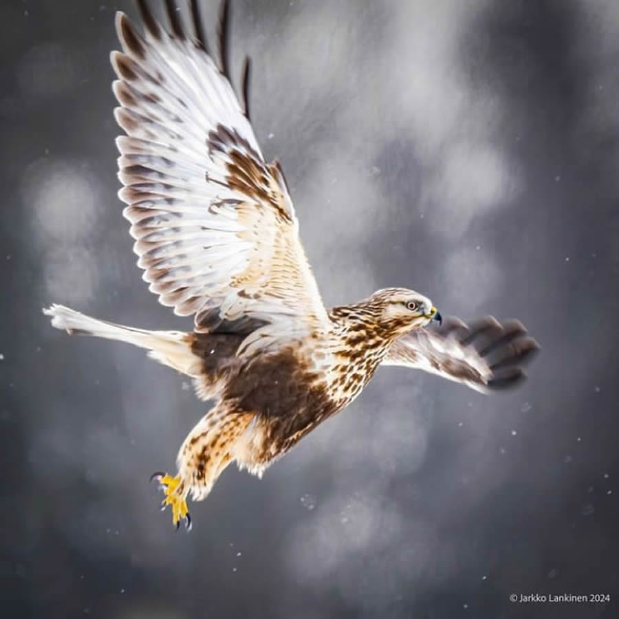 Best Bird Photos From Finland