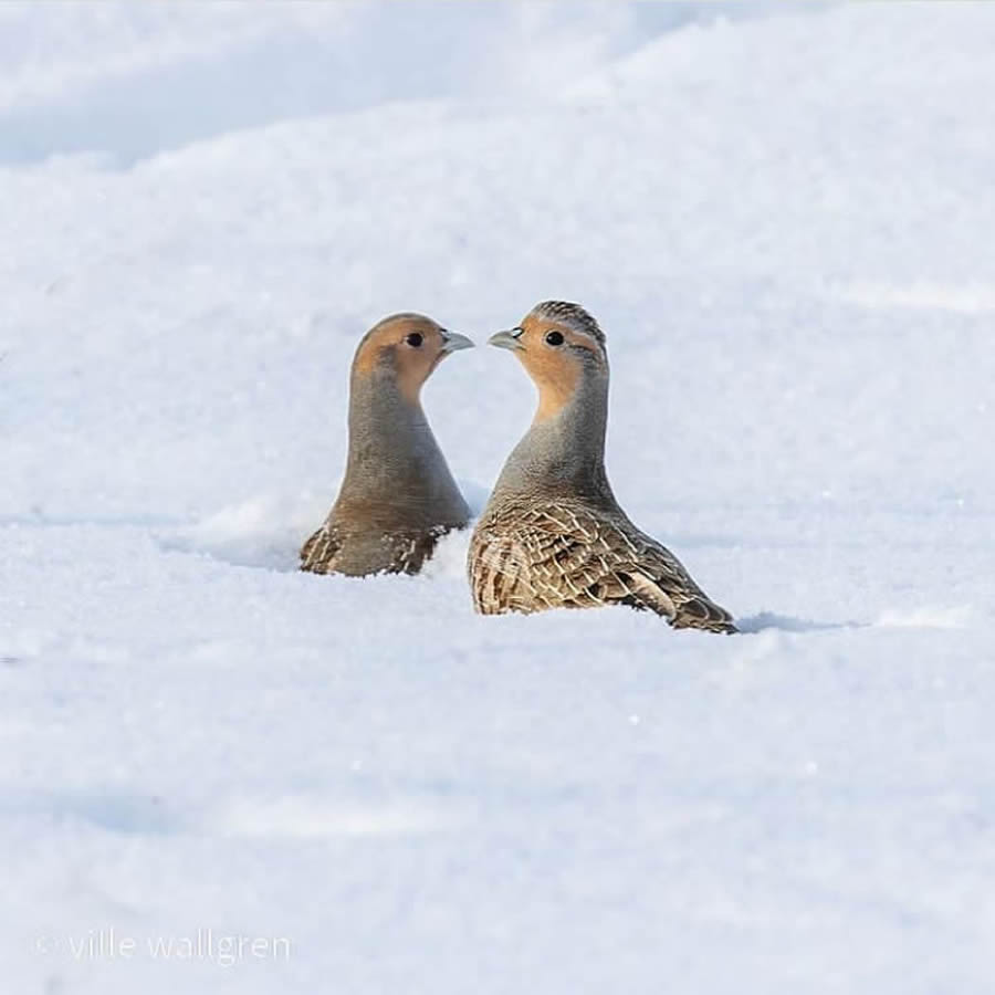 Best Bird Photos From Finland