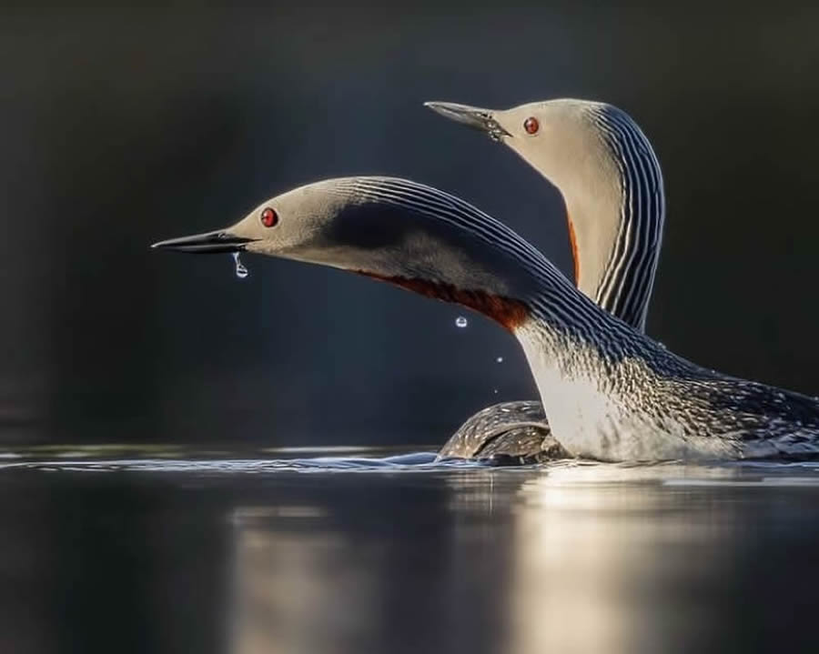 Best Bird Photos From Finland