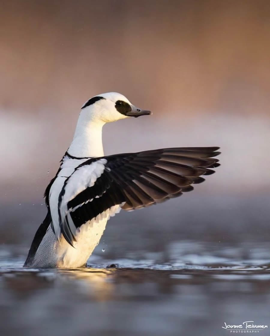 Best Bird Photos From Finland